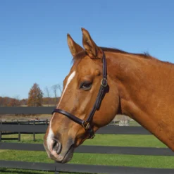 Tory Leather Grooming Halter