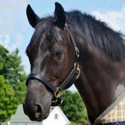 Quiet Creek Leather Halter Triple Stitched Premium Leather