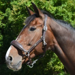 Schockemohle Fremont Anatomic Leather Halter 9 Schockemohle Fremont Anatomic Leather Halter -Equestrian Supplies Sale 1310 00012 c1109