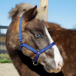 Weaver Leather Weaver Miniature Horse Adjustable Nylon Halter Large -Equestrian Supplies Sale 35 4805 c1106