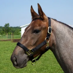 Weaver Leather Weaver Original Yearling Horse Nylon Halter -Equestrian Supplies Sale 35 7033 c1105 87b43eb9 2a28 4180 b9f2 1744a580b04b