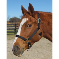 Weaver Leather Weaver Nylon Halter Average Horse Size