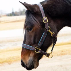 Quiet Creek Oxford Fancy Padded Leather Halter - Havana -Equestrian Supplies Sale 4479ph c1137