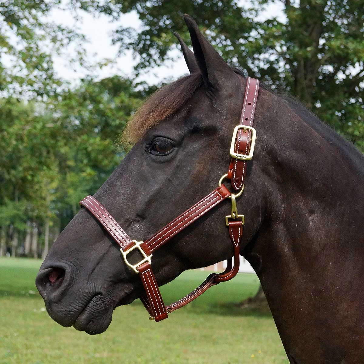 Walsh British Leather Halter 1 Walsh British Leather Halter