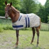 5/A Baker Foal Expand O Blanket