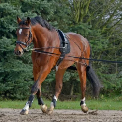 Waldhausen Waldausen Lunging System