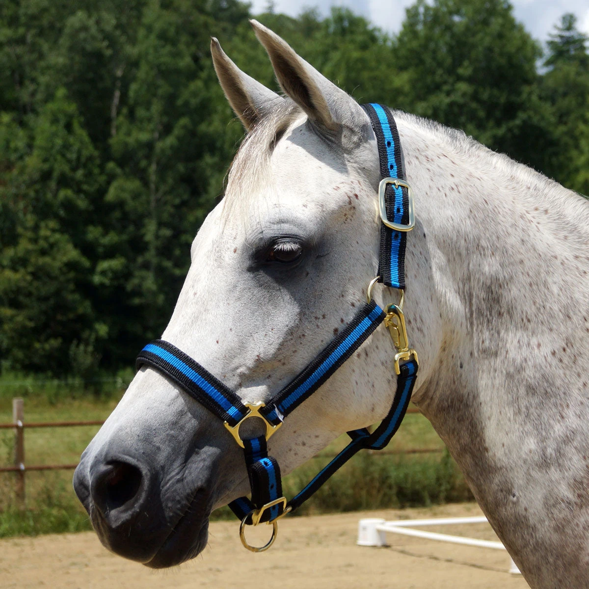 Country Pride Padded Two Tone Nylon Halter 3 Country Pride Padded Two Tone Nylon Halter - Image 3