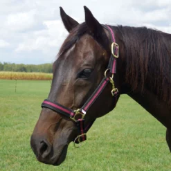 Country Pride Padded Two Tone Nylon Halter 11 Country Pride Padded Two Tone Nylon Halter -Equestrian Supplies Sale 858735 c1110