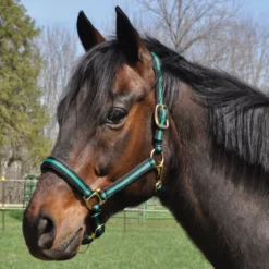 Country Pride Padded Two Tone Nylon Halter 9 Country Pride Padded Two Tone Nylon Halter -Equestrian Supplies Sale 858735 c1133