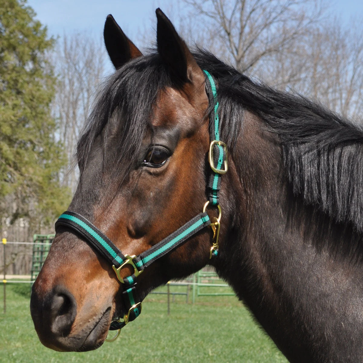 Country Pride Padded Two Tone Nylon Halter 4 Country Pride Padded Two Tone Nylon Halter - Image 4