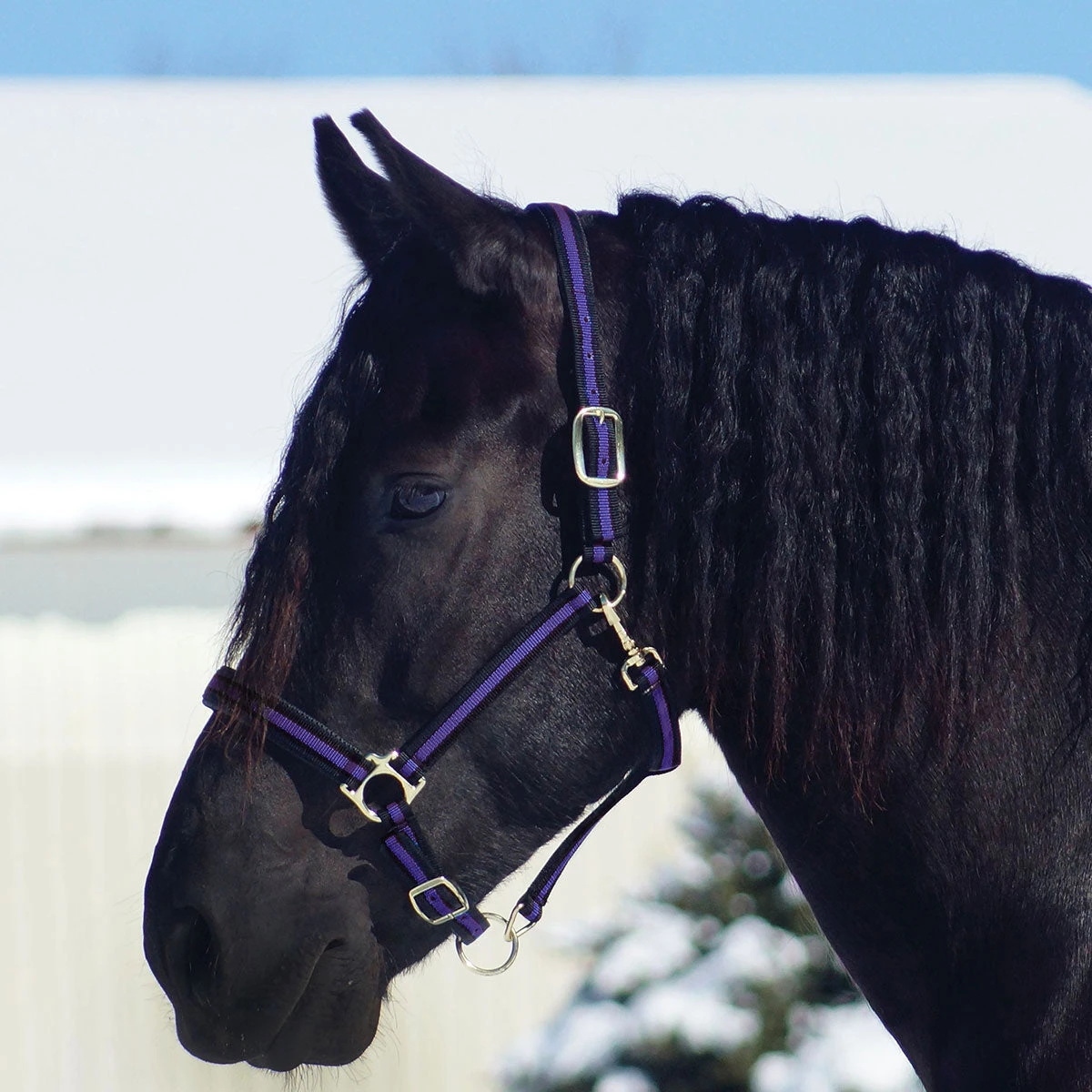 Country Pride Padded Two Tone Nylon Halter 5 Country Pride Padded Two Tone Nylon Halter - Image 5