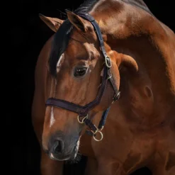 Rambo Micklem Halter -Equestrian Supplies Sale dhal8 c1109