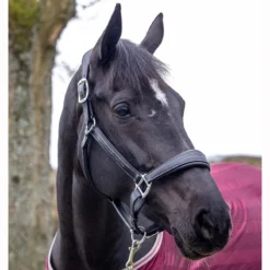 LeMieux Stitched Anatomical Leather Halter -Equestrian Supplies Sale it00882 c1105 alt2