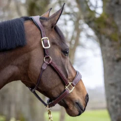 LeMieux Stitched Anatomical Leather Halter -Equestrian Supplies Sale it00882 c1109 alt2