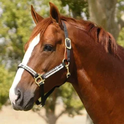 Kensington Breakaway Halter With Padded Nose