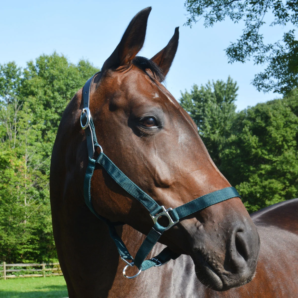 Country Pride Breakaway Nylon Halter 2 Country Pride Breakaway Nylon Halter - Image 2