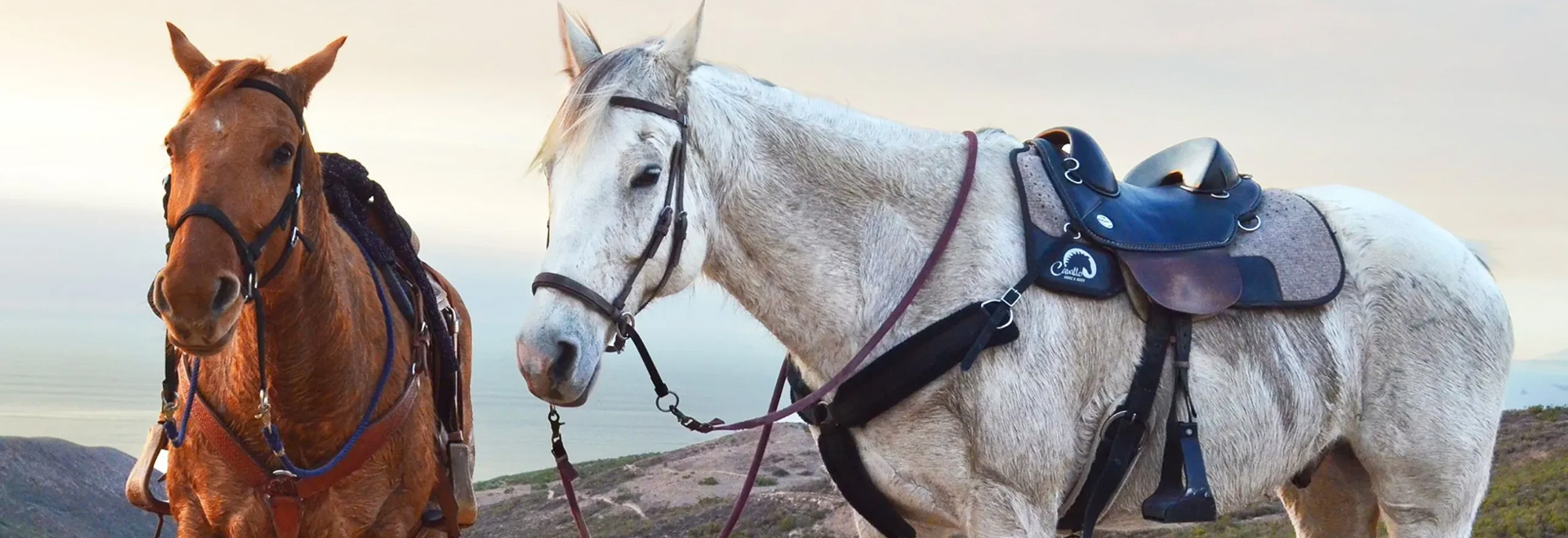 Equestrian Supplies Sale 1 Equestrian Supplies Sale -Equestrian Supplies Sale 1